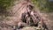 A military man is camouflaged outside by putting on a camouflage net with dry grass sticking out of it