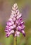 Military Orchid