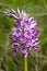 Military orchid