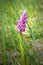 Military orchid native to Europe in the Kaiserstuhl Hills, South Germany
