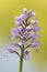 Military Orchid - Orchis militaris