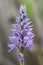 Military Orchid - Orchis militaris