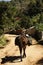 Military pack horse walking thru village northern Thailand