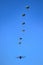 Military parachutist paratroopers parachute jumping out of a air force planes on a clear blue sky day