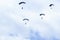 Military parachutists in the sky