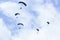 Military parachutists in the sky