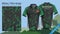 Military polo t-shirt design, with camouflage print clothes for jungle, hiking trekking or hunter, Vector eps10 file