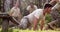 Military soldiers crawling under the net during obstacle course 4k