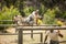 Military soldiers training on fitness trail