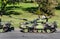 Military tanks