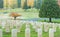 Military tombstones in the grave yard.