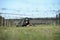 On a military training ground, exercises: soldier crawling under barbed wires