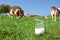 Milk against herd of cows. Emmental region, Switzerland