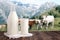 Milk bottle and glass of milk at wooden table top on background of mountain pasture and cows herd