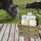 Milk in a box on wooden table overlooking a meadow with grazing