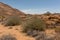 Milk Bush, Euphorbia gregaria, at Spitzkoppe, Erongo, Namibia