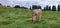 Milk cattle grazing in green field hill in AllgÃ¤u Germany. Overcast clouds