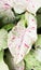 milk confetti pink green syngonium.Leaves with pink patterns Cute, suitable for decorating room