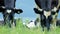 Milk cow grazing. Farm cattle grazing in field. Cattle cow eating grass