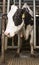 Milk Cow in Milking Stall inside Dairy Farm Barn