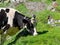 Milk cow on a mountain pasture