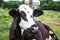 Milk cow resting on a tree in the pasture