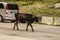 Milk cow stolls down Military Highway in Georgia as SUV drives past in background - Movement blur