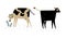 Milk Cow with Udder Grazing on Pasture as Dairy Cattle Breeding and Farming Vector Set