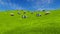Milk cows graze on green grassland 4K