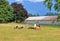 Milk Cows Resting in Pastureland