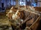 Milk cows at a small austrian dairy farm waiting for feed
