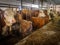 Milk cows at a small austrian dairy farm waiting for feed