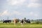 Milk cows in a sunbeam, full length black red and white, side by side walking towards, multi color diversity  in a green field and