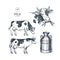 Milk farm collection. Cow engraved illustration. Vintage husbandry. Vector illustration