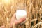 Milk in a glass beakerof, in mans hand, in wheat field. Agricultural background with with drink