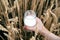 Milk in a glass beakerof, in mans hand, in wheat field. Agricultural background with with drink