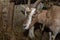 Milk goat a popular dutch hybrid breed, goat eating hay