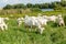 Milk goats on a pasture