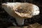 Milk mushroom - Lactarius resimus - in the autumn deciduous forest