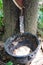 Milk rubber tree