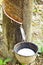 Milk of rubber tree into a bowl.