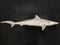 Milk Shark Rhizoprionodon acutus Isolated on a black decorated texture.Selective focus