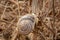 Milk Snail in Dry Grass, San Jose, California