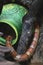 Milk snake hiding in an empty clay jug