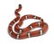 Milk snake or milksnake, Lampropeltis triangulum