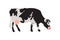 Milk spotted cow in black, white, gray, gold and pink. Agriculture, farming, village life. Pet.