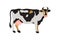 Milk spotted cow in black, white, gray, gold and pink. Agriculture, farming, village life. Pet.