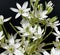 Milk Star, Ornithogalum umbellatum