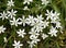 Milk Star, Ornithogalum umbellatum