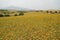 Milk thistle field in the mountains